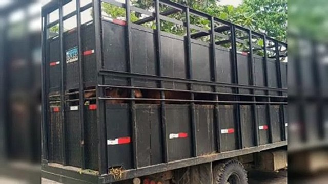Apresan hombre con un camión cargado de vacas robadas en Hato Mayor