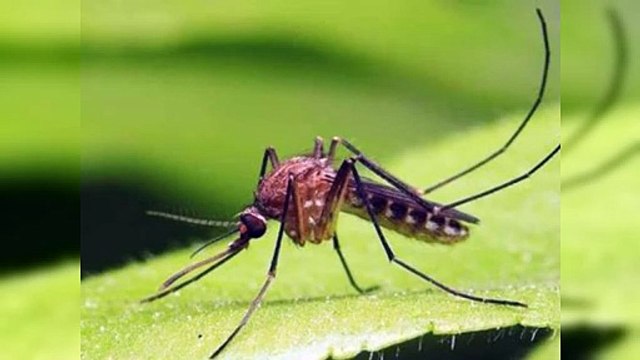 Detectan en República Dominicana virus Oropouche”
