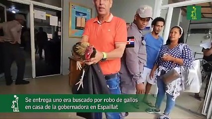 Se Entrega Uno Era Buscado Por Robo De Gallos En Casa De La Gobernadora En Espaillat