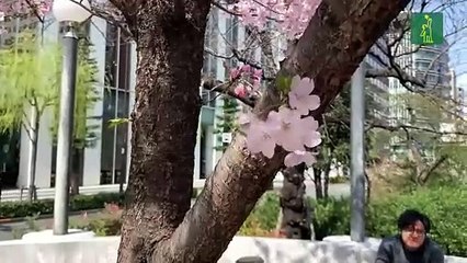 Los cerezos florecen cada vez más pronto en Japón por culpa del cambio climático