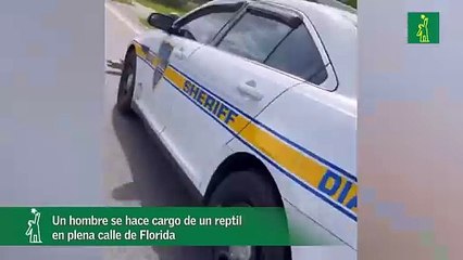 Un hombre se hace cargo de un reptil en plena calle de Florida