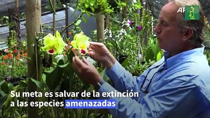 Un colombiano clona orquídeas al borde de la extinción
