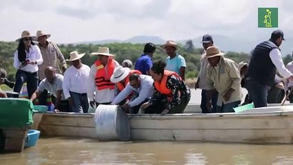 En México, rescatan al lago de Pátzcuaro con peces blancos y limpieza de manantiales