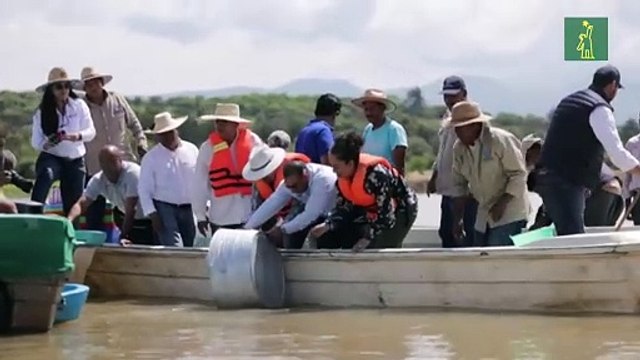 En México, rescatan al lago de Pátzcuaro con peces blancos y limpieza de manantiales