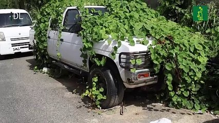 En Villa Aura las aceras son para la maleza y las calles para agua sucia