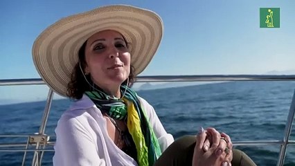 "Un espectáculo de danza": turistas se deleitan con las ballenas en Río