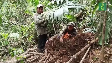 Nacen 60 crías del casi extinto cocodrilo siamés en una zona selvática de Camboya