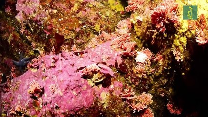 Descubren en Chile hidrocoral rojo más austral y en aguas más superficiales del mundo