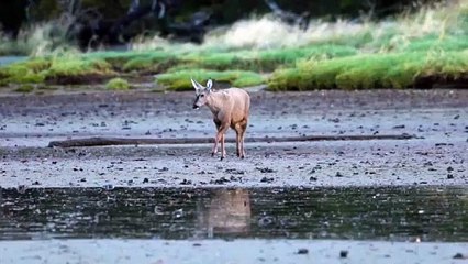 Detectado un huemul, especie en peligro de extinción en Chile
