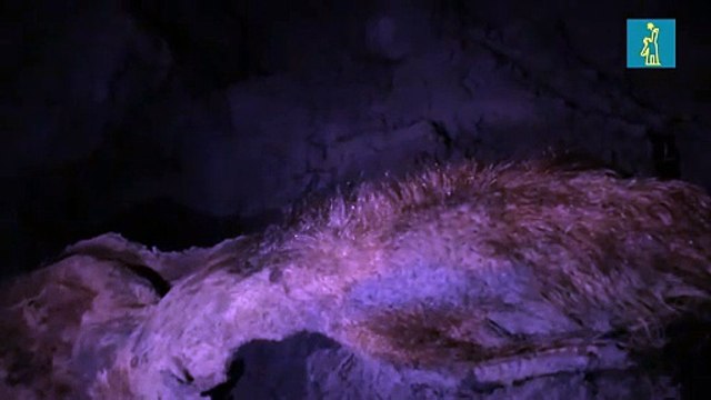 Científicos hallan fósiles de cromosomas antiguos en un mamut que murió hace 52,000 años