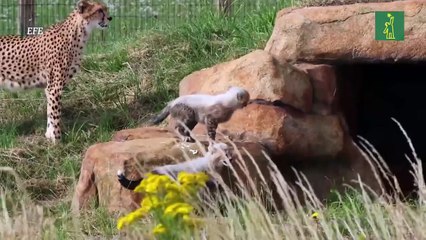 El Yorkshire Wildlife Park de Doncaster acoge a nuevos cachorros de guepardo