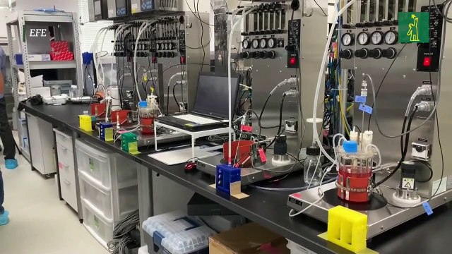 Láminas de células creadas en Japón podrían regenerar corazones con insuficiencia