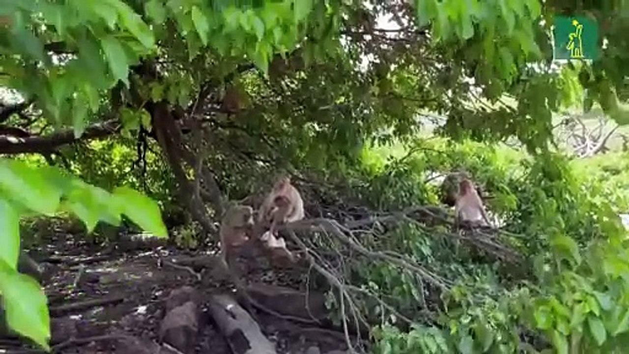 Monos más empáticos tras devastación del huracán María en isla-laboratorio de Puerto Rico
