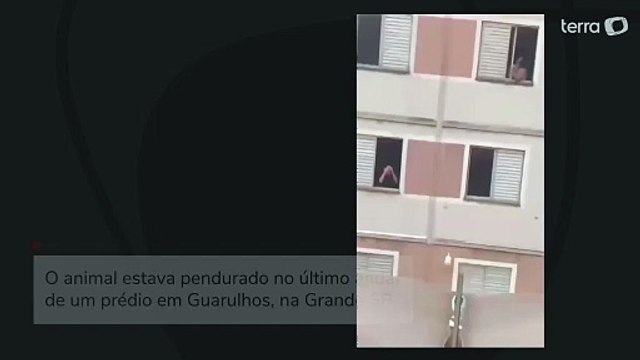 Mulher salva cachorro de queda de prédio em São Paulo