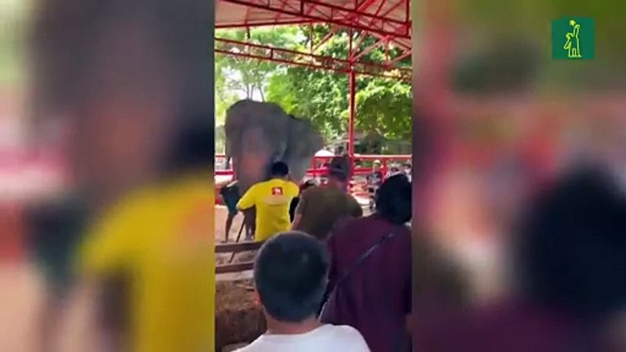 Una elefanta da a luz a gemelos de distinto sexo en un caso raro en Tailandia