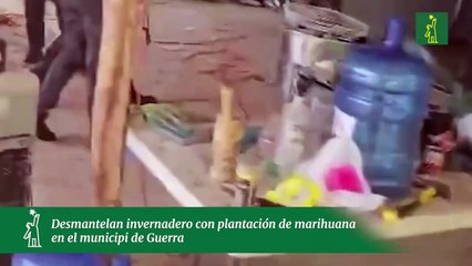 Desmantelan invernadero con plantación de marihuana en en el municipio de Guerra