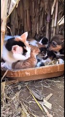 Funny Moments of Cat & Dog Bosses - Episode 41 |  Meow & Woof Universe