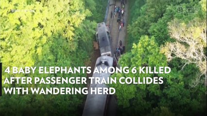 4 Baby Elephants Among 6 Killed After Passenger Train Collides with Wandering Herd