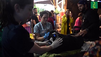 En el devastado sur de Brasil, la lucha por salvar a animales atrapados por la crecida