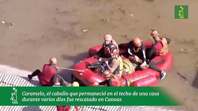 Caramelo, el caballo que permaneció en el techo de una casa durante varios días fue rescatado en Canoas