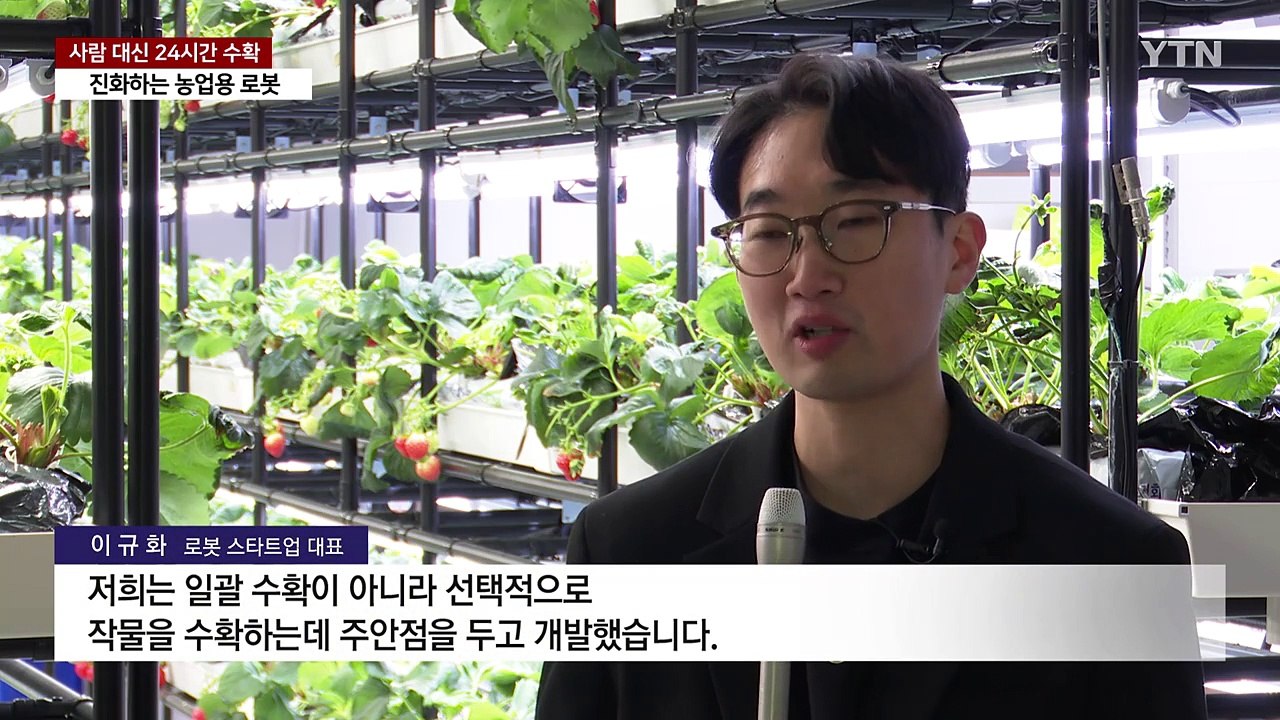 [녹색] 사람 대신 24시간 딸기 수확...진화하는 농업용 로봇 / YTN