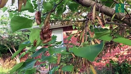 Estados Unidos vivirá mayor invasión de cigarras de los últimos 220 años