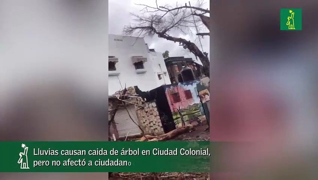 Lluvias Causan Caida De Árbol En Ciudad Colonial, Pero No Afectó A Ciudadanos