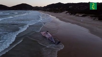 Una ballena bryde aparece muerta en el sur de Brasil