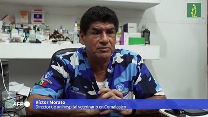 En México, un grito de auxilio por la muerte de monos aulladores en plena ola de calor