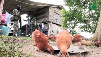 Panamá desmantela ruta de migrantes chinos en la selva del Darién