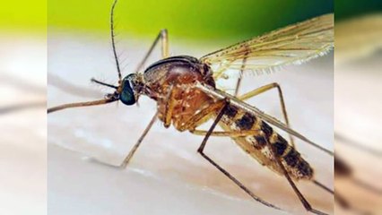 Autoridades de Salud activan la vigilancia por Oropouche