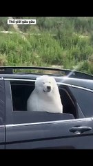 It's also chill but a bit strange