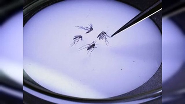 Mosquitos modificados biológicamente buscan terminar con el dengue