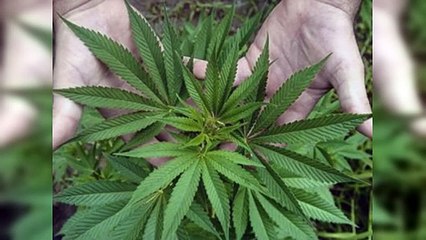 Marihuana en Guerra, autoridades desmantelan plantación