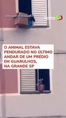 Mulher salva cachorro de queda de prédio em São Paulo #shorts