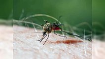 Bajan los casos de malaria; suben las infecciones por Covid y dengue