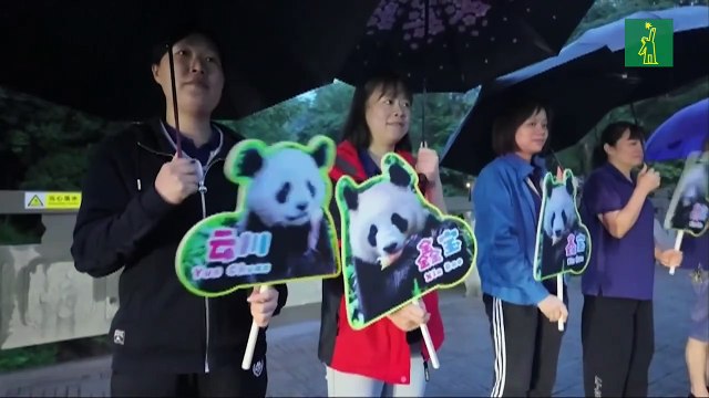 China envía a una pareja de pandas un zoológico de Estados Unidos