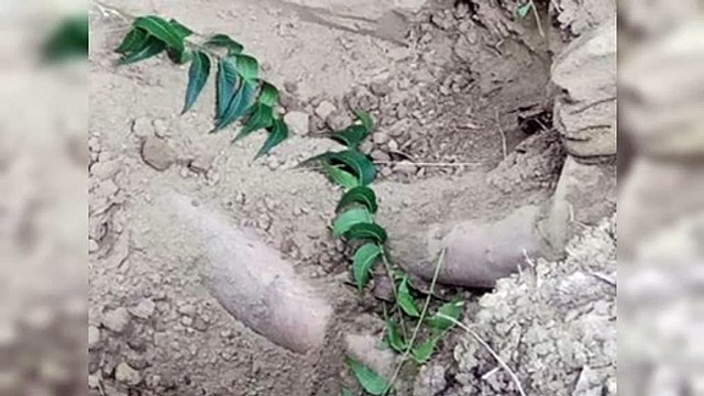 Encuentran cadáver de un hombre enterrado en finca de Santiago