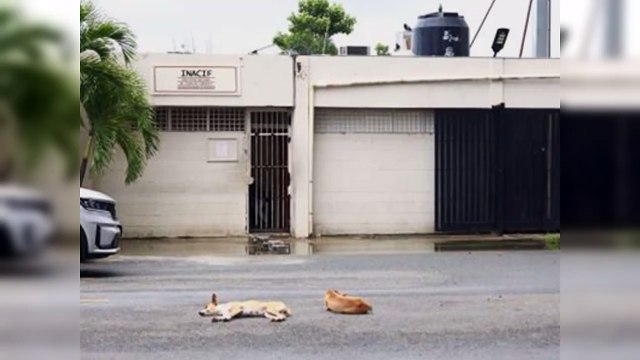 Inacif agilizará proceso de autopsia e identificación de cadáveres