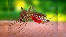 Salud Pública reporta 440 casos de malaria