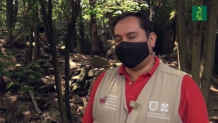 Nacimiento de cinco lobeznos mexicanos aumenta la esperanza de mantener la especie