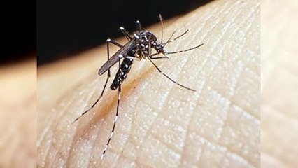 Cifras de dengue alcanzan pico histórico en Las Américas