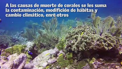 Los corales