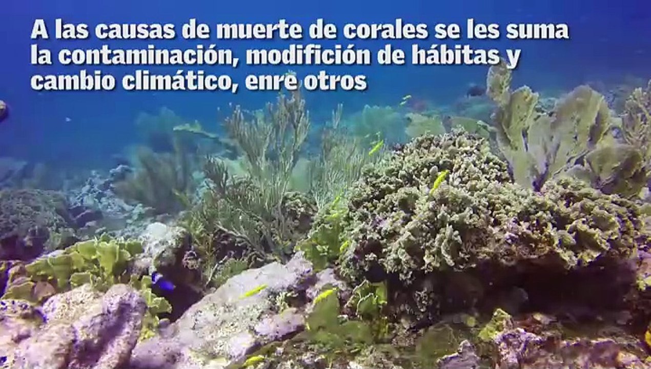 Los corales