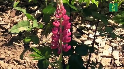 El bosque de Versalles de María Antonieta recupera su aspecto original