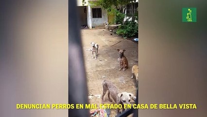 Denuncian perros en mal estado en casa de Bella Vista.