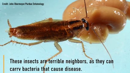 Are Cockroaches Nearly Unkillable Superbugs?