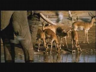 Ultimate Enemies: Elephants and Lions 2/5