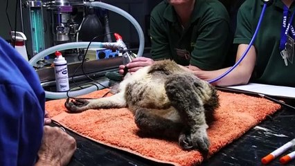 Un hospital australiano para koalas enfermos