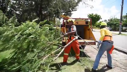 Maquina trituradora arboles